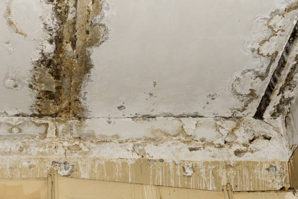 Best Mold Damage Restoration  in Columbia, MD