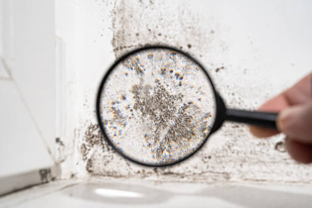 Mold Documentation for Insurance Claims in Columbia, MD